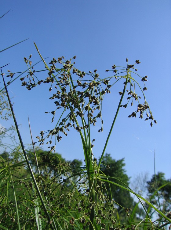Scirpus sylvaticus